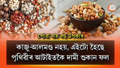 cashew-almond-is-not-the-most-expensive-dry-fruit-in-the-world-pine-nuts-makes-a-man-strong