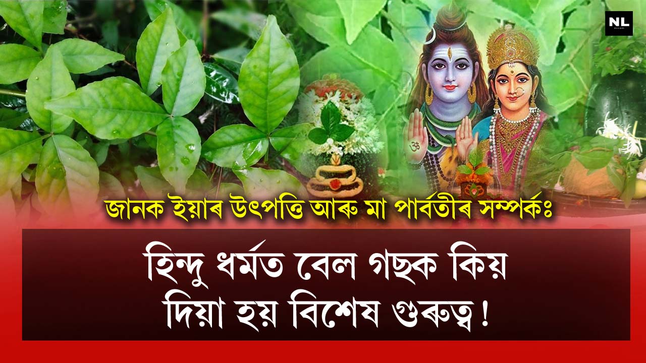 Why is the vine tree given special importance in Hinduism